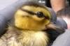 Duck Rescue